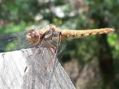 Sympetrum gilvum