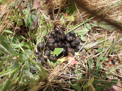 Odocoileus hemionus columbianus