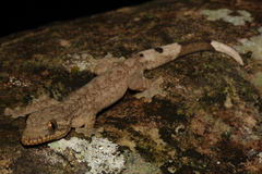 Thecadactylus rapicauda