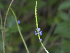 Stachytarpheta