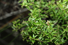 Acrotriche aggregata