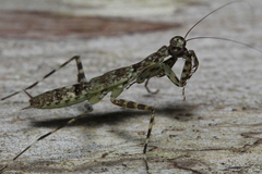 Liturgusa