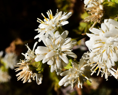 Moscharia pinnatifida