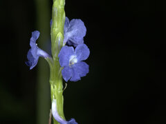 Stachytarpheta