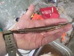 Lepisosteus osseus