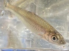 Notropis