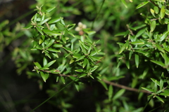 Acrotriche aggregata
