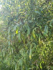 Salix lasiandra