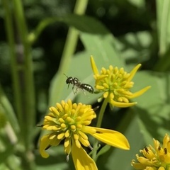 Anthophila