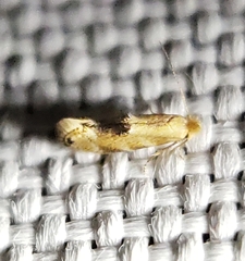 Bucculatrix coronatella