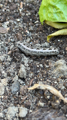 Spodoptera frugiperda