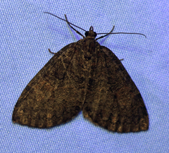 Hydriomena