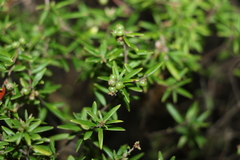 Acrotriche aggregata
