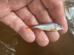 Cyprinella lutrensis
