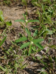 Croton glandulosus