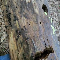 Stemonitis splendens