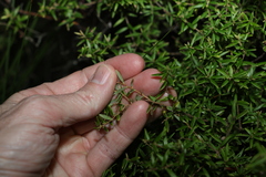 Acrotriche aggregata