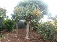 Dracaena draco