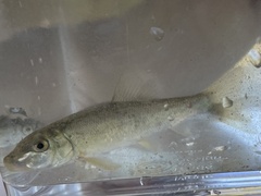 Catostomus commersonii
