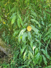 Salix lasiandra