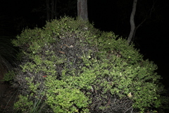 Acrotriche aggregata
