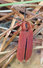 Dictyoptera simplicipes
