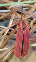 Dictyoptera simplicipes