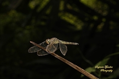 Neurothemis