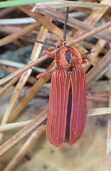 Dictyoptera simplicipes