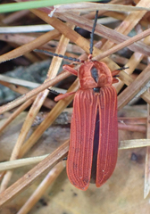 Dictyoptera simplicipes