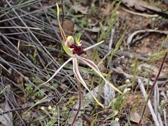 Caladenia verrucosa