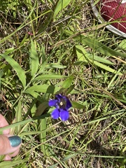 Gentiana puberulenta
