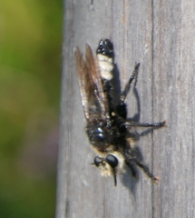 Laphria gibbosa