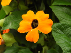 Thunbergia alata
