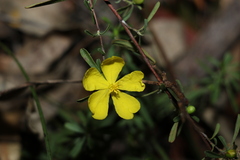 Hibbertia linearis