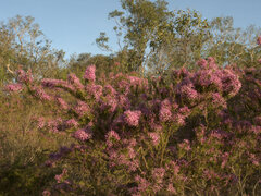 Calytrix exstipulata