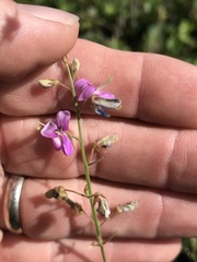 Desmodium glabellum