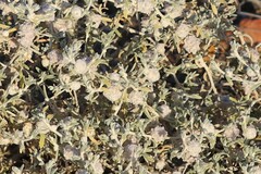 Dissocarpus fontinalis