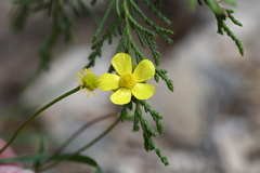 Ranunculus peruvianus