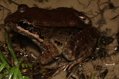 Leptodactylus