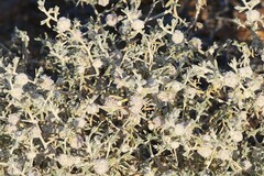 Dissocarpus fontinalis