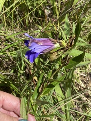 Gentiana puberulenta