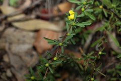 Hibbertia linearis