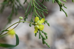 Ranunculus peruvianus