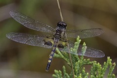 Celithemis martha