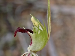 Caladenia verrucosa