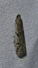 Phycitini