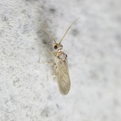 Coniopterygidae