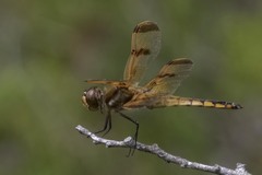 Libellula semifasciata