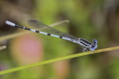 Argia bipunctulata